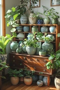 there are many potted plants on the shelf in this houseplant display case