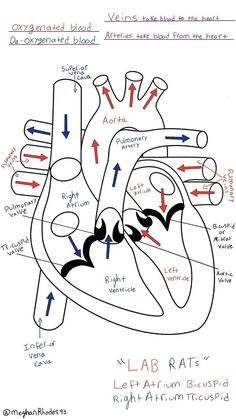 diagram of the human heart with labels on each side and arrows pointing to different locations