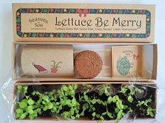 three wooden boxes with plants in them