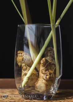 some very pretty flowers in a glass vase with root stems sticking out of it's sides