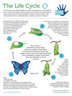 the life cycle of a butterfly is shown in this poster, with information about its stages