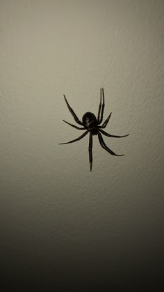 a black spider is hanging upside down on the ceiling