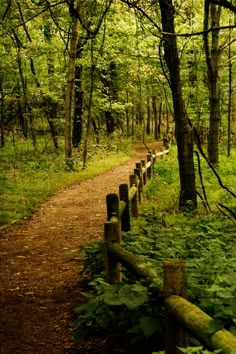 a dirt path in the middle of a forest