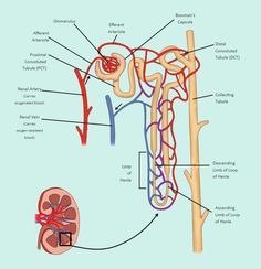 the anatomy of the human body