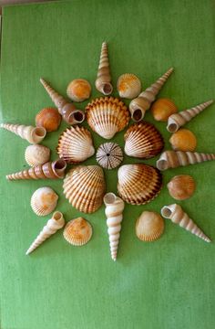 several seashells arranged in a star shape on a green surface