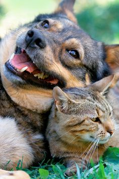 a dog and cat laying in the grass