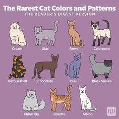 the rarest cat colors and patterns in the reader's digest