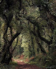 a dirt road surrounded by trees in the middle of a forest with lots of leaves on it