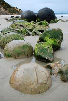 several rocks covered in moss on the beach