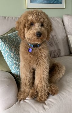 a brown dog sitting on top of a couch next to a blue and white pillow