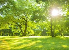 the sun is shining through the trees in the park