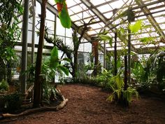 the inside of a greenhouse filled with lots of plants