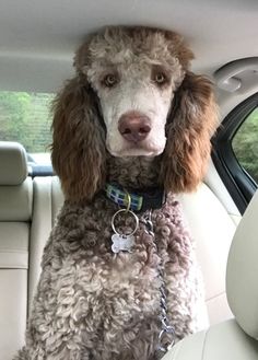 a poodle sitting in the back seat of a car with its head hanging out