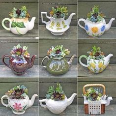 six different teapots with plants in them