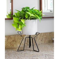 a potted plant sitting on top of a metal stand