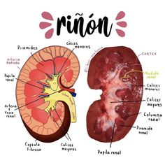 an image of the human kidney and its functions