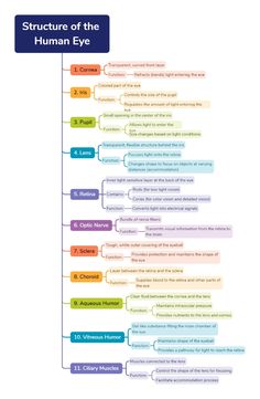 the structure of the human eye, with different types of words and numbers on it