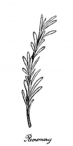 rosemary plant with the words rosemary written in black ink on a white background, hand drawn illustration