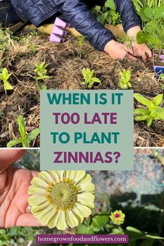 someone holding a flower in their hand with the words when is it too late to plant zinnas?