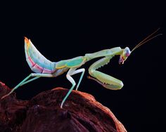 a close up of a praying mantissa on a rock