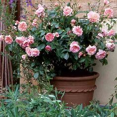 some pink flowers are growing in a pot on the side of a building with other plants around it