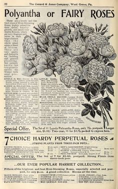 an old newspaper advertisement with flowers on the front and back page, which reads polyantia or fairy roses