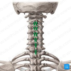 an image of the back of a skeleton with arrows pointing to it's ribs