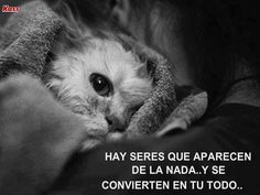 a black and white photo of a cat with a caption that reads, hay seres que apareced de la nada y se convieren en tu todo