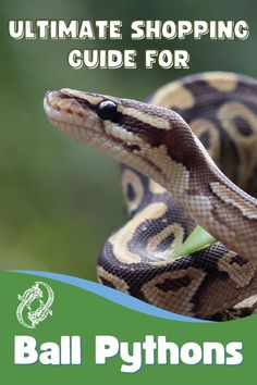 the ultimate guide for ball pythons