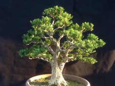 a bonsai tree in a white pot on a black background