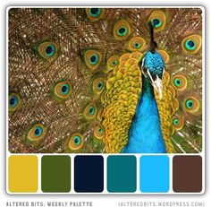 an image of a peacock with feathers on it's back and color swatches