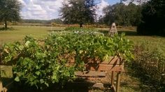 there are many plants growing in the garden on this sunny day with blue skies and white clouds