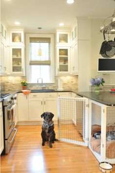 a black dog sitting in front of a white kitchen