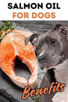 a dog sitting next to a fish on top of a wooden table with caption saying salmon oil for dogs benefits