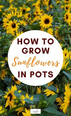 sunflowers with the words how to grow sunflowers in pots