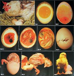 several pictures of eggs with different types of animals and birds in the middle one has an egg shell