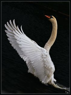 a white swan with its wings spread out in the dark water, stretching it's body