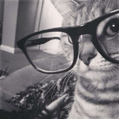 a cat wearing glasses looking at the camera