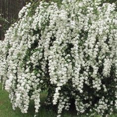 a bush with white flowers in the grass