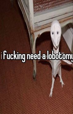 a white bird sitting on top of a wooden floor next to a table with writing underneath it