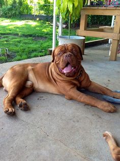 a large brown dog laying on top of a cement floor