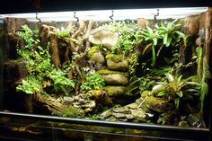 an aquarium filled with lots of plants and rocks