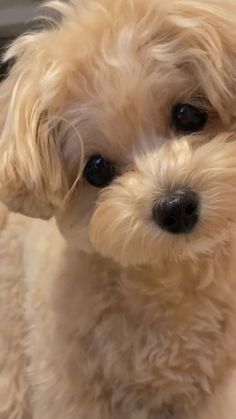 a close up of a small dog looking at the camera