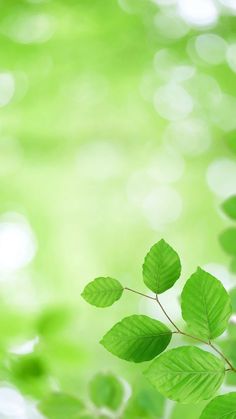 green leaves are shown in the foreground, with bright sunlight shining through the background