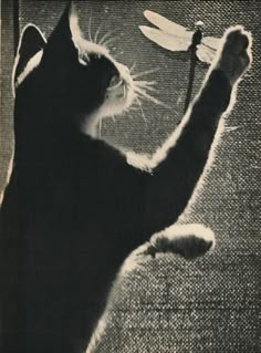 a black and white photo of a cat playing with a bird on a wire toy