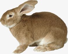 a brown rabbit sitting on top of a white floor