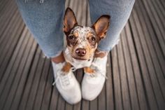 a small dog standing on top of a wooden floor next to someone's legs