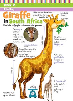 a giraffe is shown with information about it's height and its features