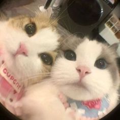 two cats are looking at the camera with their mouths open