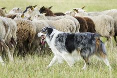 a herd of sheep with a dog in the foreground, and a large group of sheep in the background